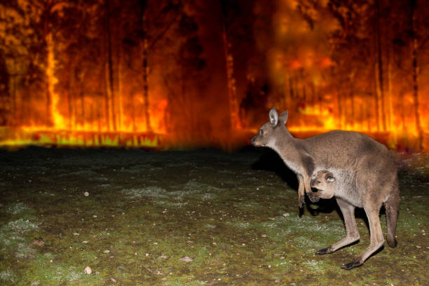 canguro in fuga dal fuoco del bush australiano - kangaroo animal australia outback foto e immagini stock