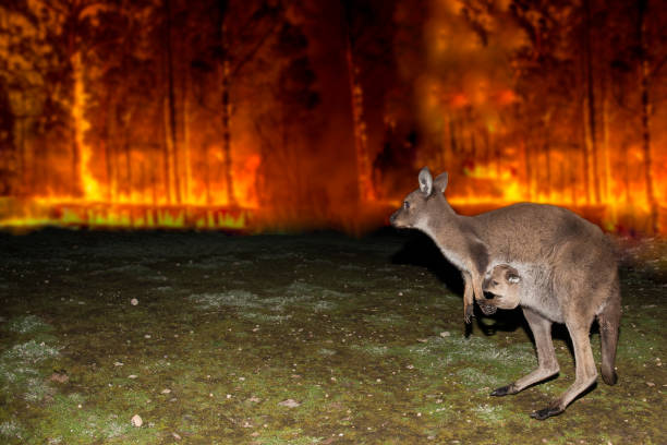 кенгуру, спасаясь от пожара куста австралии - kangaroo animal australia outback стоковые фото и изображения