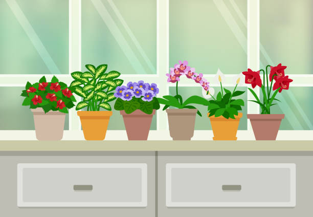 window houseplant Houseplants and flowers in blossom background with window and drawers flat vector illustration zills stock illustrations