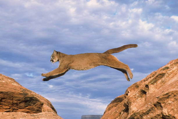 Puma Jumping Stock Photos, Pictures & Royalty-Free Images - iStock