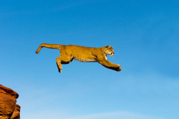 Mountain Lion Stock Photo - Download Image Now - Jumping, Mountain Lion,  Animal - iStock