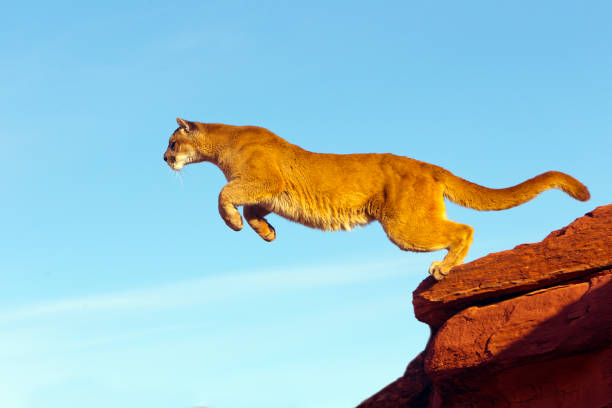 Puma Jumping Stock Photos, Pictures & Royalty-Free Images - iStock Puma Jumping Stock Photos, Pictures & Royalty-Free Images - iStock