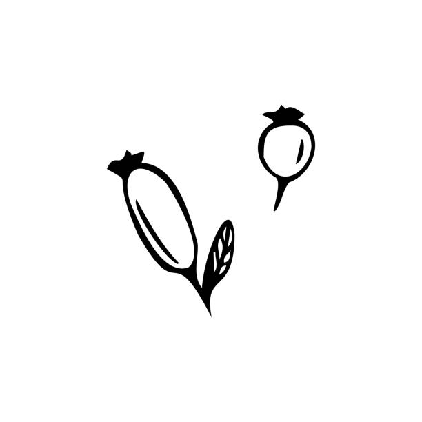 白い背景に隔離された手描きのベリー。落書き、簡単なアウトラインイラスト。 - currant berry fruit black vector点のイラスト素材／クリップアート素材／マンガ素材／アイコン素材