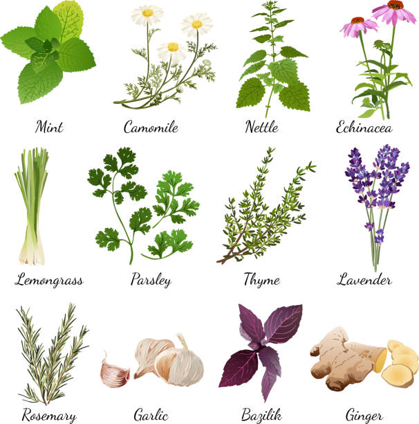 ハーブセット - rosemary herb isolated ingredient点のイラスト素材／クリップアート素材／マンガ素材／アイコン素材
