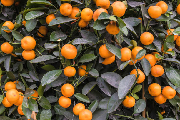 istock Mandarin orange background close-up natural 1201153486