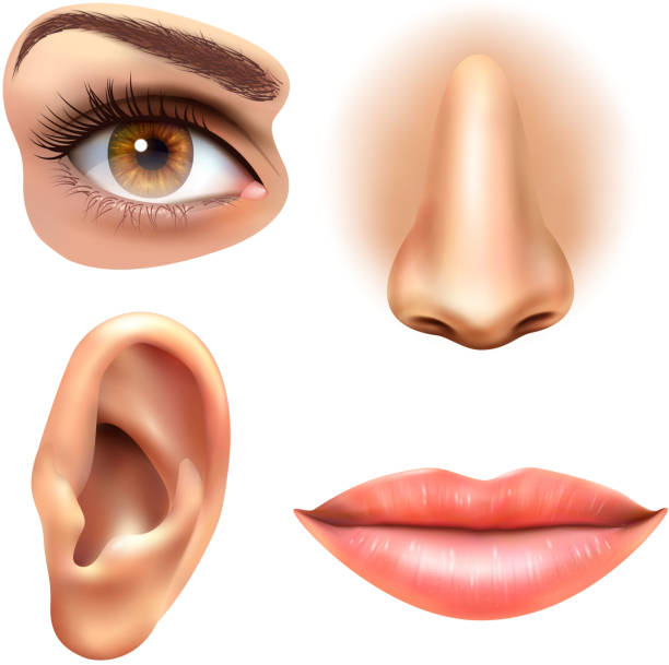 eye ear mouth nose face set Human face parts 4 sense organs icons square collection of eye nose mouth and ear realistic vector illustration ears white background stock illustrations
