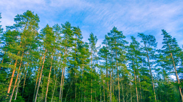 foresta norvegese in una bellissima giornata di sole, scandinavia - backwoods foto e immagini stock