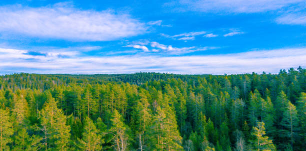 istock Norwegian forest on a beautiful sunny day, Scandinavia 1201154469
