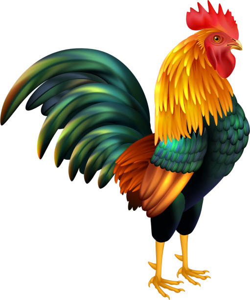 rooster realistic isolated Colorful realistic rooster as symbol of 2017 Chinese New Year on white background isolated vector illustration rooster stock illustrations