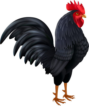 Beautiful black rooster breed chicken realistic isolated side view image on white background vector illustration