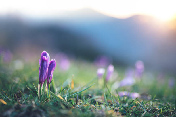 crocus flowers at sunrise - crocus nature purple green imagens e fotografias de stock