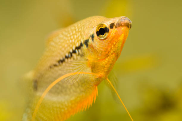 zbliżenie pearl gourami trichopodus leerii słodkowodnych ryb akwariowych w akwarium. koncepcja aquarii - freshwater pearl zdjęcia i obrazy z banku zdjęć