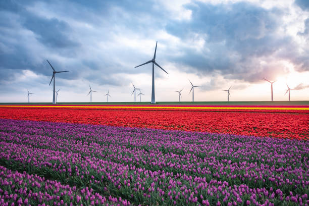 istock Tulip Field In Netherlands 1201159852