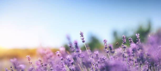 istock Lavender Field In Summer 1201159853