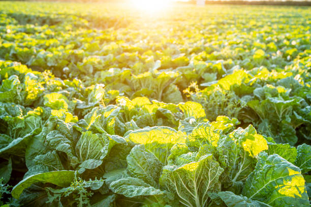 istock Cabbage field in Mediterranean Spain at sunset 1201159877