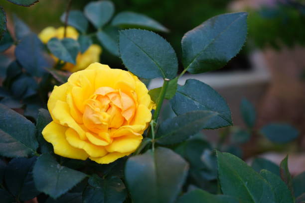 istock yellow rose in the garden 1201160012