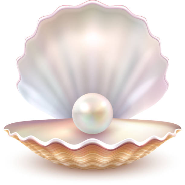 shell pearl realistic Finest quality beautiful natural open pearl shell close up realistic single valuable object image vector illustration pearl jewellery stock illustrations