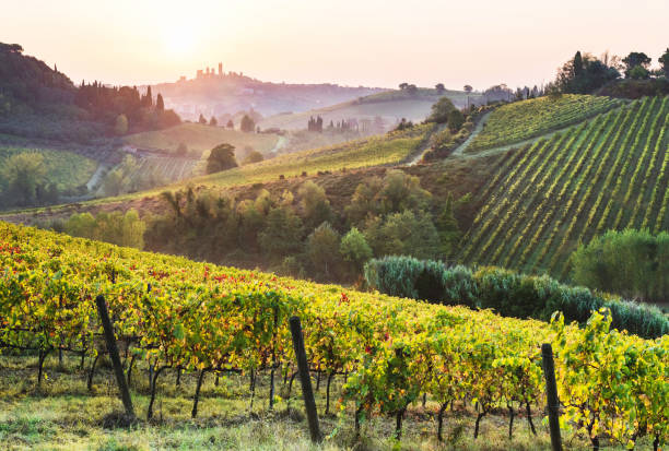 viñedos y paisajes en toscana, san gimignano, italia - san gimignano fotografías e imágenes de stock