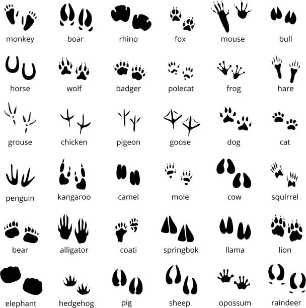 illustrations, cliparts, dessins animés et icônes de ensemble de piste animale de silhouette - tétraoninés