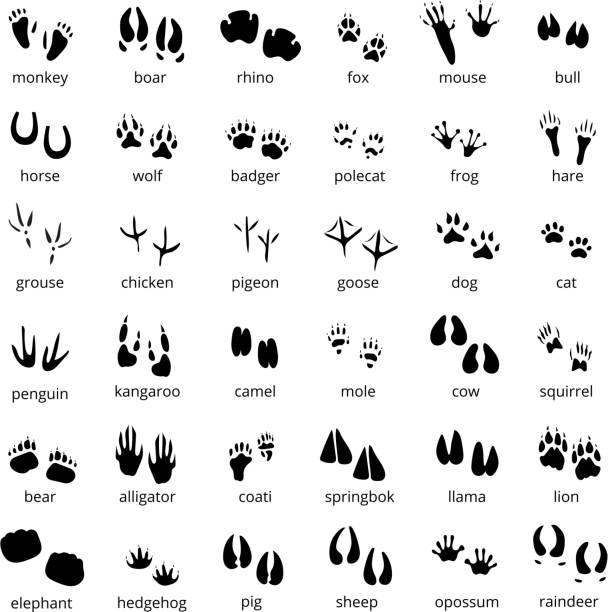 silhouette animal track set Big monochrome set of different animals and birds silhouette tracks with description isolated on white background flat vector illustration goose bird illustrations stock illustrations