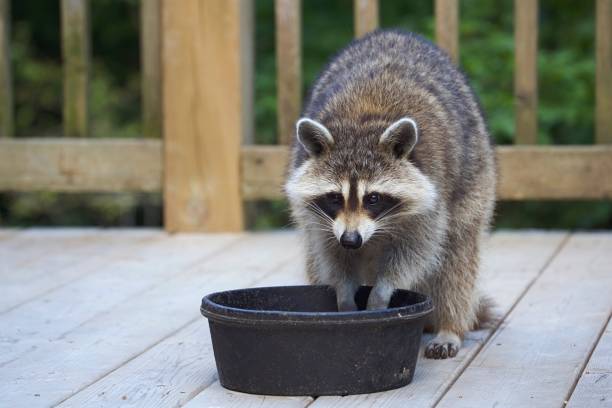 istock Raccoon eating from food bowl. 1201161928