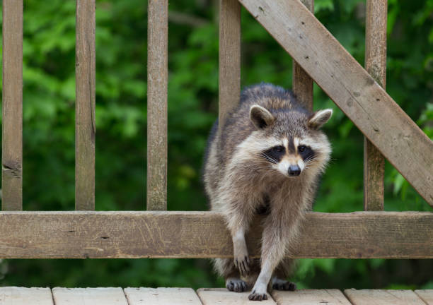istock Raccoon climbing through rails on deck. 1201161980