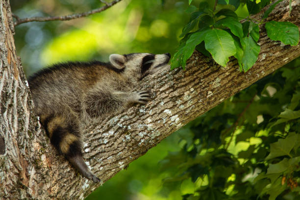 Sleepping Raccon 230+ Sleeping Raccoon Photos Stock Photos, Pictures & Royalty-Free ...