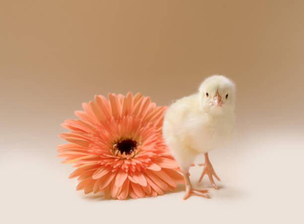 immagine di un pollo appena nato e soffici sullo sfondo di un fiore di gerbera. - baby chicken human hand young bird bird foto e immagini stock