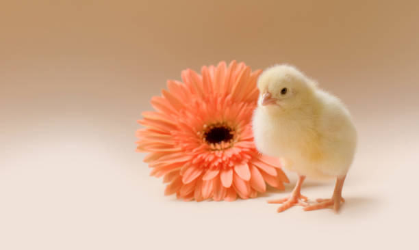 immagine di un pollo appena nato e soffici sullo sfondo di un fiore di gerbera. - baby chicken human hand young bird bird foto e immagini stock