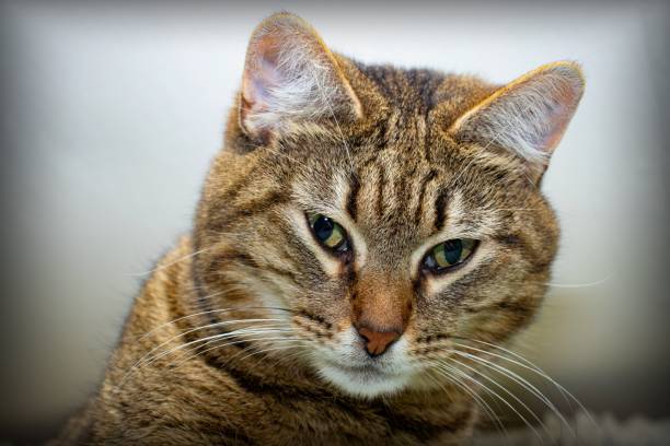 istock portrait cat with green eyes 1201162801