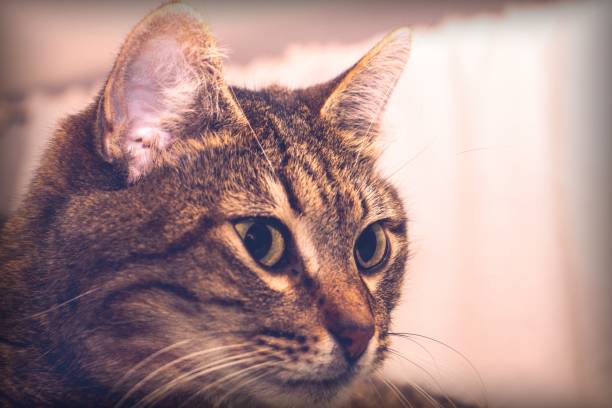 istock closeup portrait of a cat 1201162839