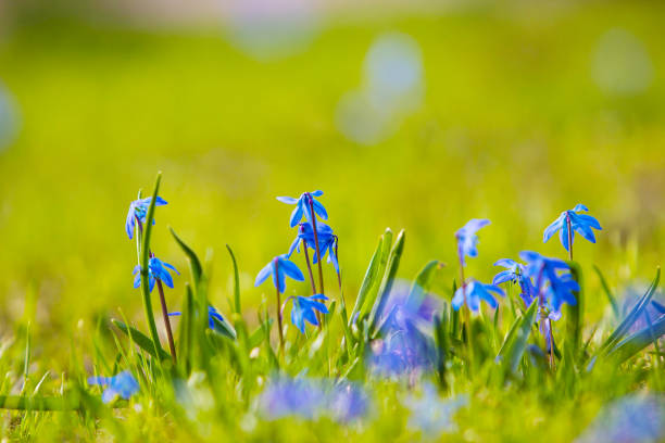 istock spring first flowers on a green lawn 1201162857