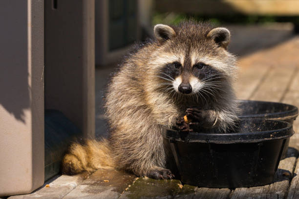 istock Sunlit raccoon eating from food dish. 1201162904