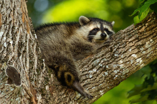 istock Baby raccoon resting on tree branch. 1201162957