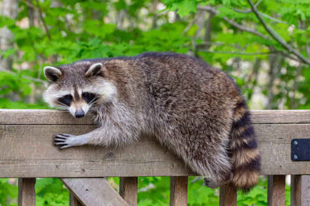 istock Raccoon straddling wooden railing 1201162981