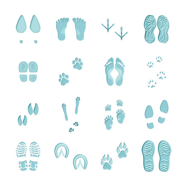footprint flat step set Ice blue color footprints on white background set with imprints of various footwear and paws vector illustration high heel footprint stock illustrations
