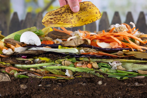 istock Male hand adding a banana peel to a compost heap 1201163871