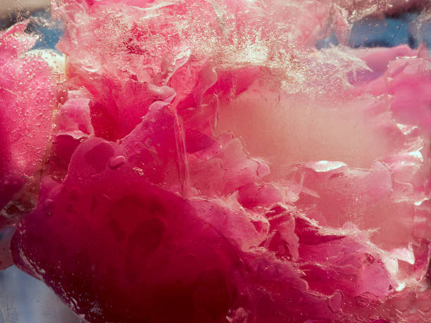 istock Background of  pink peony  flower    in ice   cube with air bubbles. 1201163945
