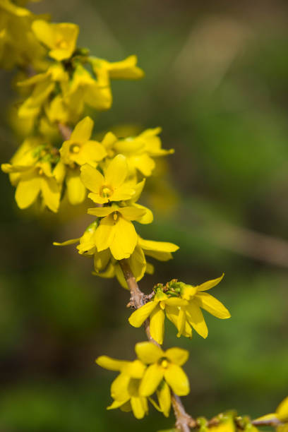 Forsythia blooming yellow flowers Forsythia blooming yellow flowers in early spring forsythia garden stock pictures, royalty-free photos & images