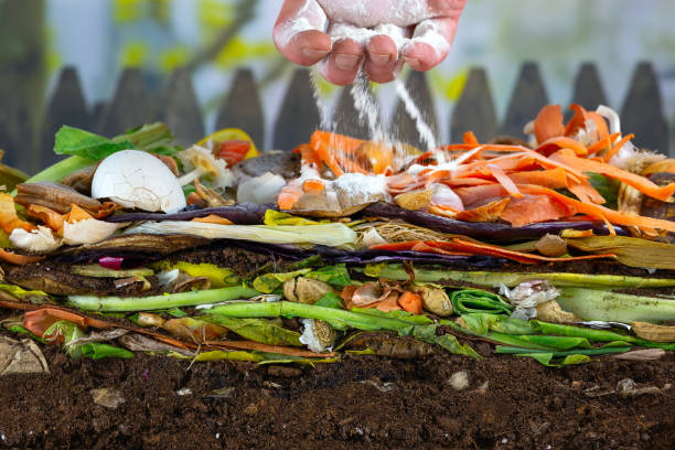 istock Male hand adding lime to a compost heap to increase the composting rate