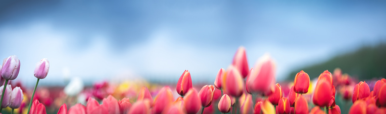 Colorful tulips in the garden. Panoramic view.