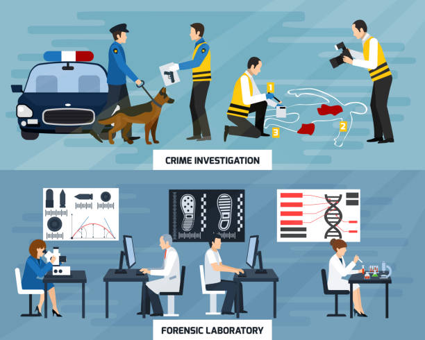 detective criminalist flat banners Crime investigation flat horizontal banners with police experts and forensic laboratory on blue background isolated vector illustration computer forensics stock illustrations