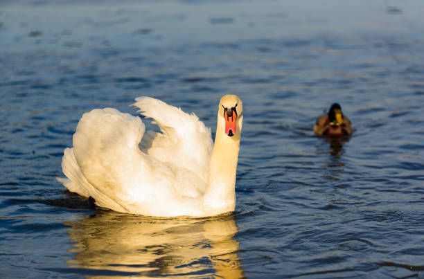 istock White swan on lake background. Wildlife in Austria. 1201167065
