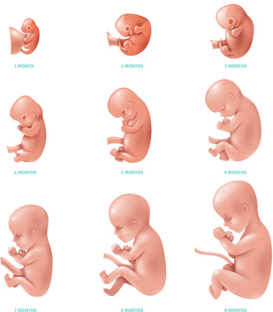 human fetus inside set Colored and isolated human fetus inside set development of pregnancy week by week vector illustration fetus stock illustrations