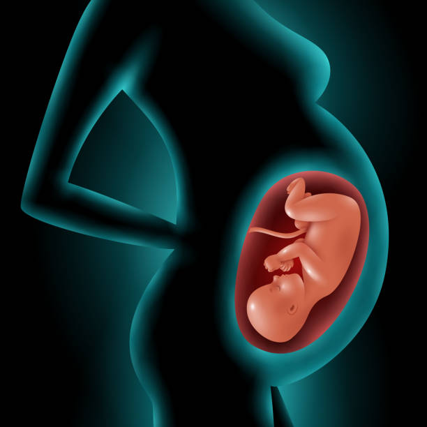 istock pregnant woman fetus womb 1201167862