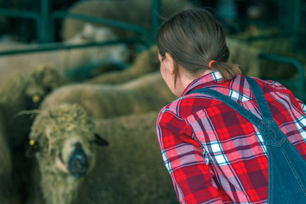 istock Female farmer at sheep raising and breeding farm 1201167937