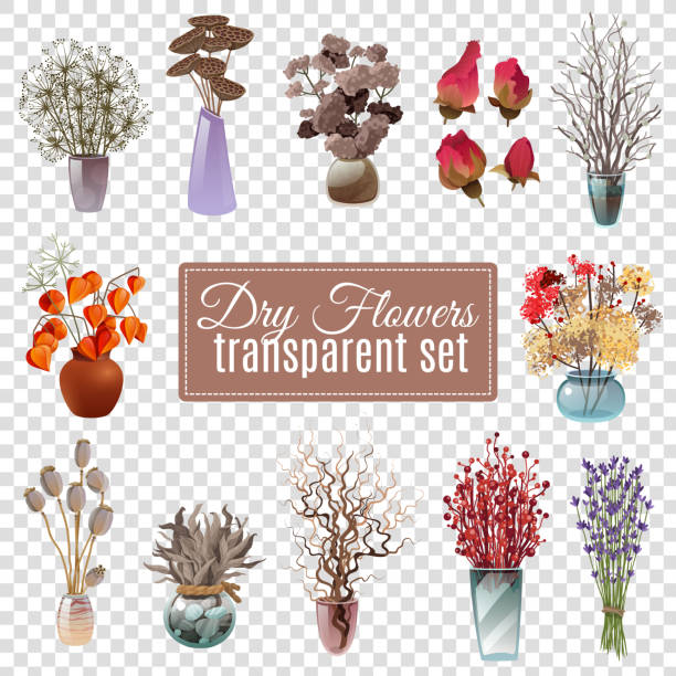 illustrazioni stock, clip art, cartoni animati e icone di tendenza di fiori secchi set trasparente - stem poppy fragility flower