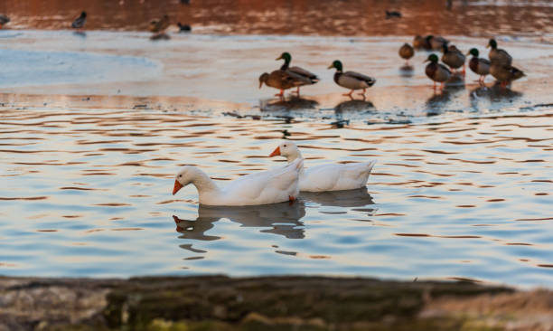 istock White goose swimming on lake in sunset light. 1201168415