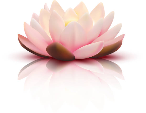 lotus flower Isolated flower of lotus with light pink petals with reflection on white background 3d vector illustration lotus flower stock illustrations