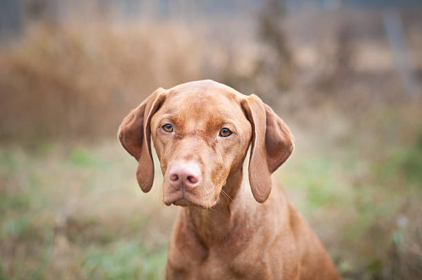 istock Hungarian Vizsla Dog Close-up 120117003